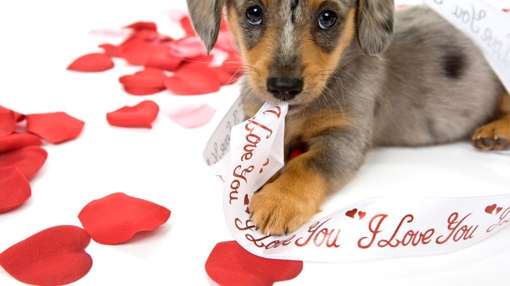 Celebrate Valentine's Day with your pet.