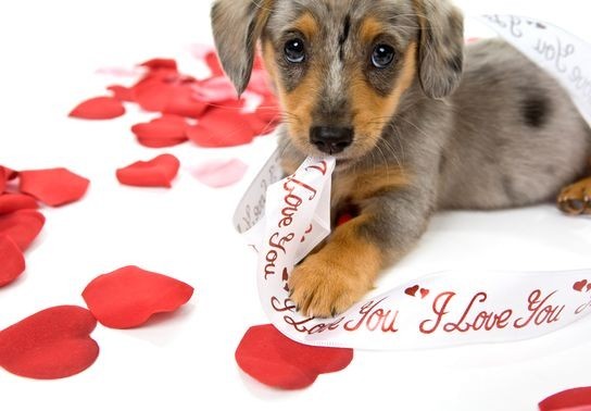 Image for story: Fun ways to spread the love to your pets this Valentine's Day