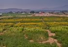 Image for story: Sky Vision picks sunflowers at Andelin Family Farm 